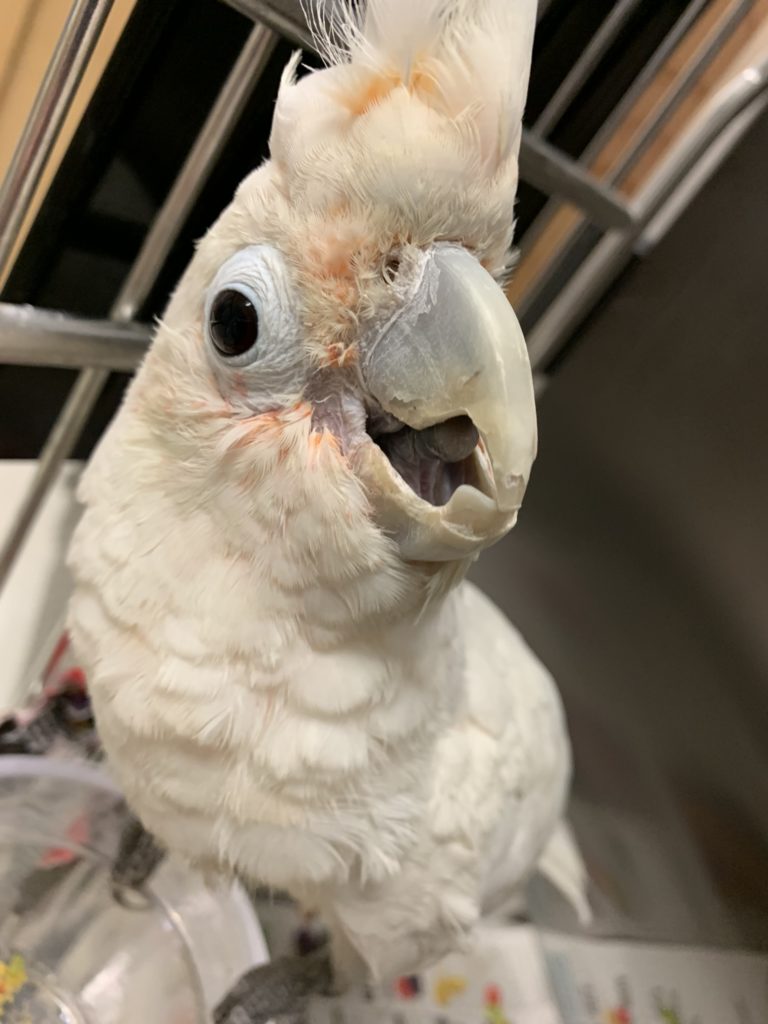 cockatoo vet visit