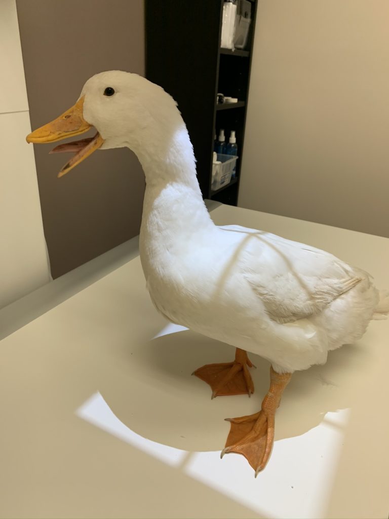 duck doctor