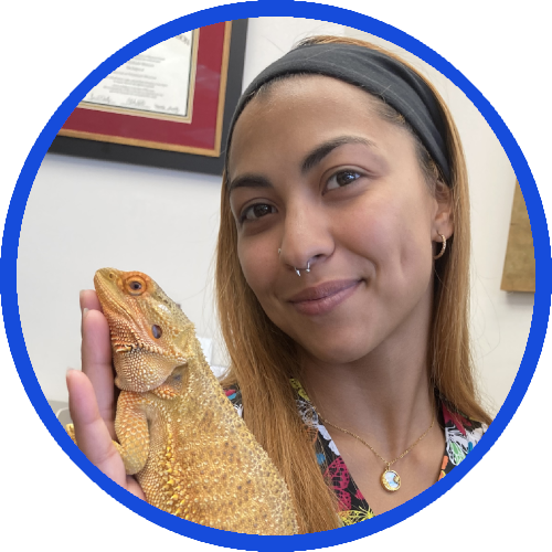 Bearded Dragon, Medlin Exotic Animal Medical Fort Myers Fl