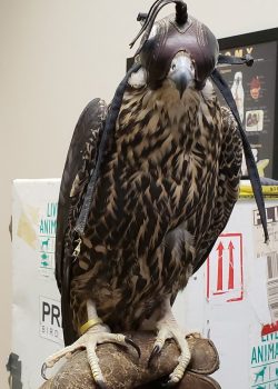 falcon vet