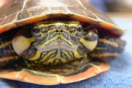 Turtle Veterinarian Fort Myers dr medlin